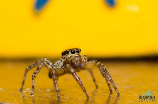 Aranha saltadora
