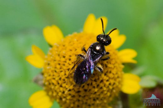 Vespa na flor de jambo