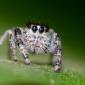 Jumping spider