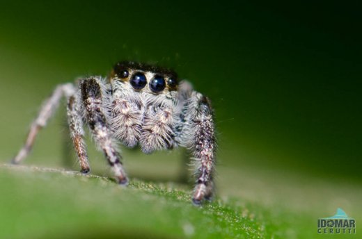 Jumping spider