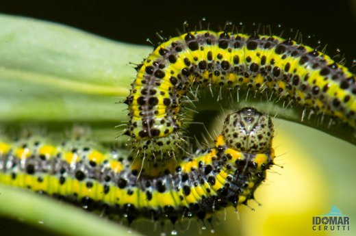 Catterpilar