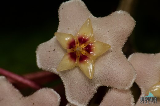 Microflor de plástico