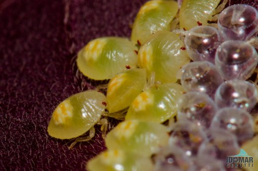 Aguardando pintura e acabamento