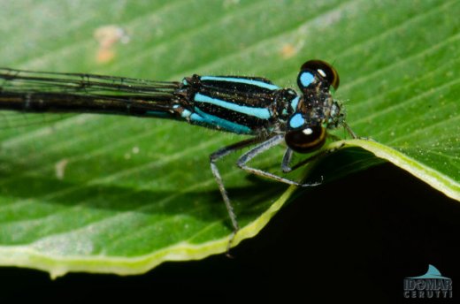 Blue Dragonfly