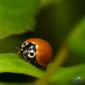 Ladybug