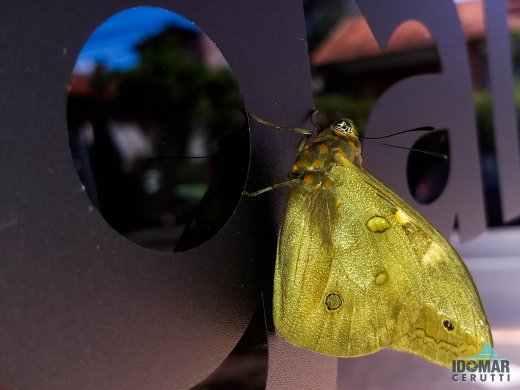 #SouVoluntárioPegaí