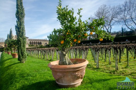 Bonsai de Laranjeira